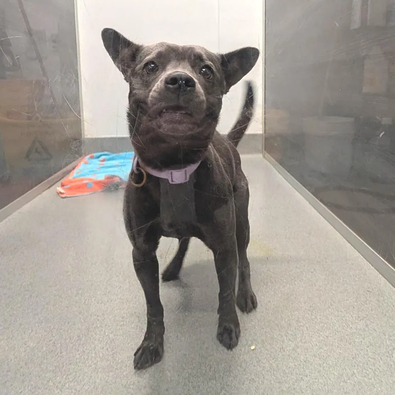 Gigi Costa Mesa Location thumbnail 5