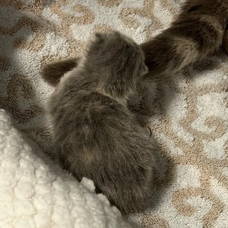 A baby small-sized female Gray / Blue / Silver Domestic Short Hair cat named Rain Drop for adoption in Greensboro, NC