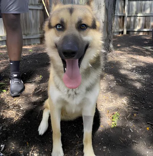 A young large-sized male German Shepherd Dog dog named Nate for adoption in Naperville, IL