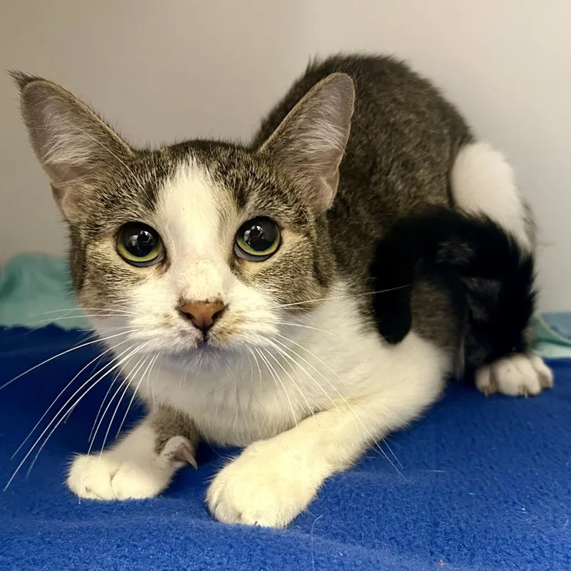 An adult medium-sized female Gray / Blue / Silver Domestic Short Hair cat named Missy for adoption in St Joseph, MO