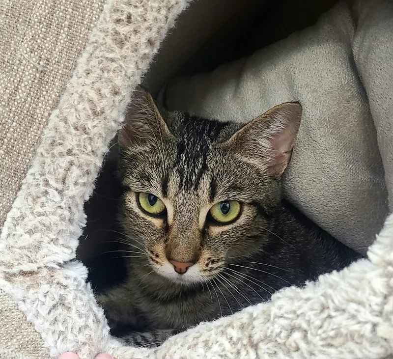 A young medium-sized female Tabby (Brown / Chocolate) Domestic Short Hair cat named Freya for adoption in Kirkland, WA
