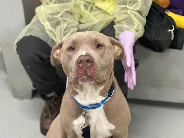 An adult large-sized female Mixed Breed dog named Capri for adoption in Ridgewood, NY