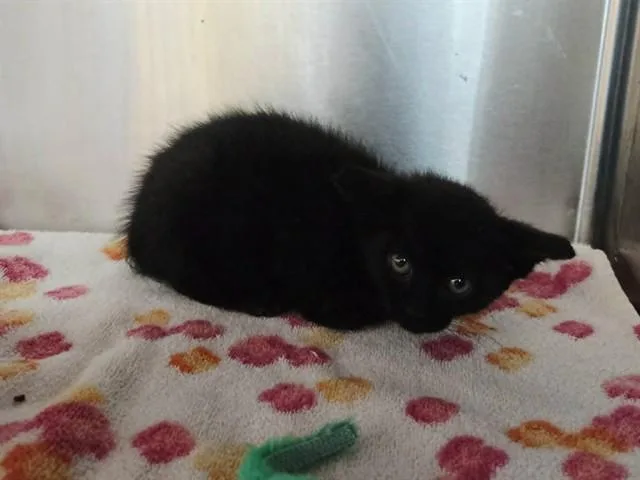 A baby small-sized female Domestic Short Hair cat named A for adoption in Martinez, CA
