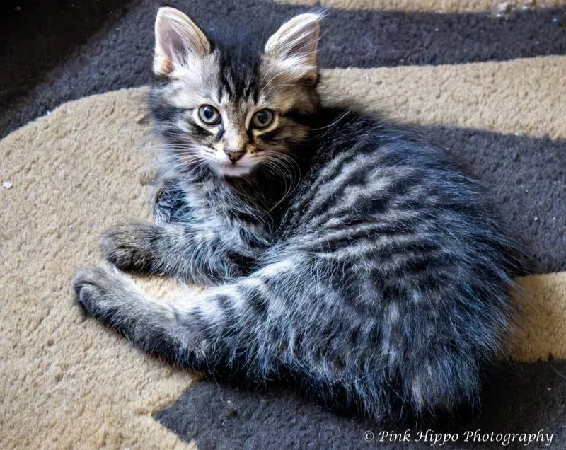 A baby small-sized male American Bobtail cat named Ballad for adoption in Kettering, OH
