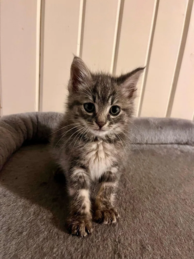 A baby medium-sized female Tabby cat named The T Litter  for adoption in Mattoon, IL