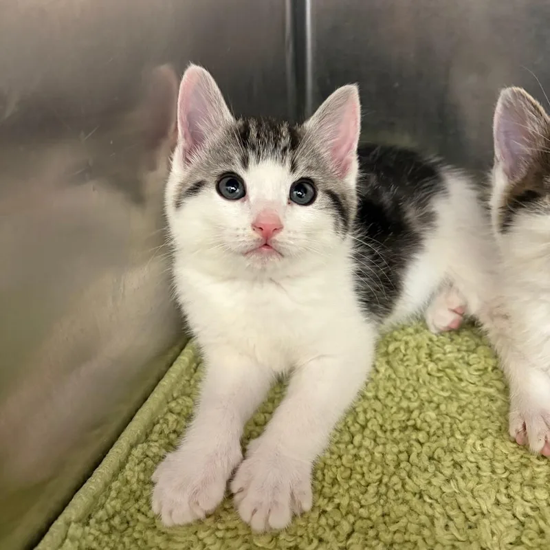 A baby small-sized male Gray / Blue / Silver Domestic Short Hair cat named 26-162 for adoption in North Branford, CT
