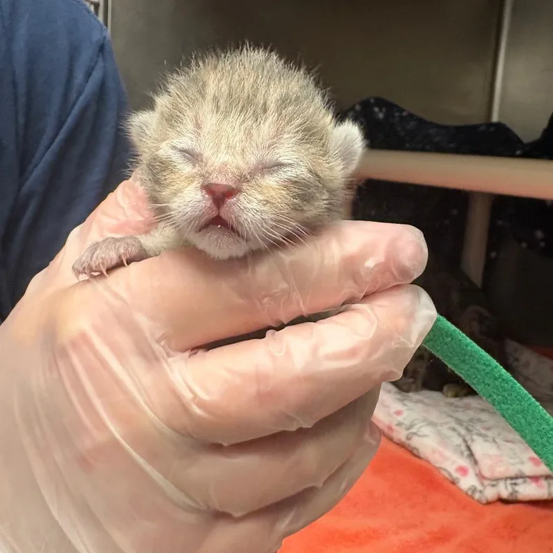 A baby small-sized male Gray / Blue / Silver Domestic Short Hair cat named Lightning Mcqueen for adoption in Birdsboro, PA