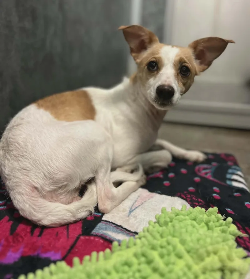 An adult small-sized female White / Cream Terrier dog named Bambi for adoption in Larned, KS