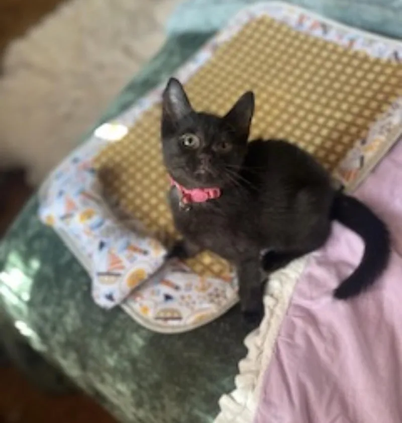 A young medium-sized female Black Domestic Short Hair cat named Honey for adoption in North Babylon, NY