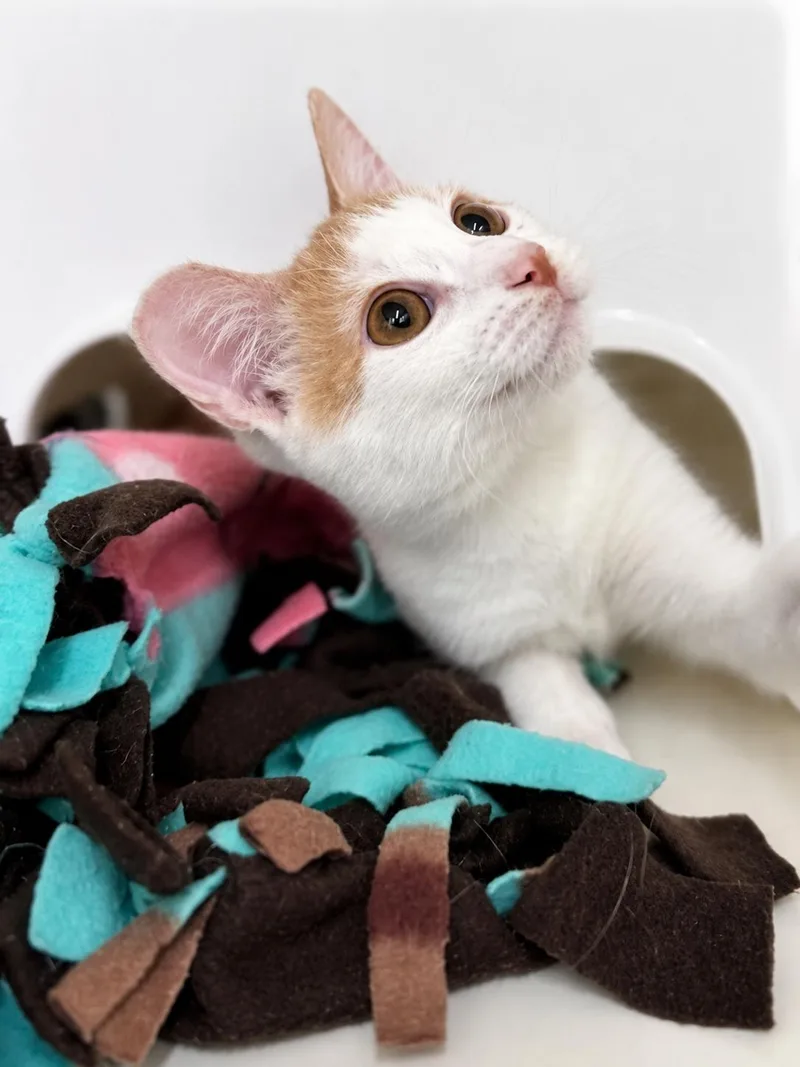 A young medium-sized male Domestic Short Hair cat named Little Egg for adoption in Plano, TX