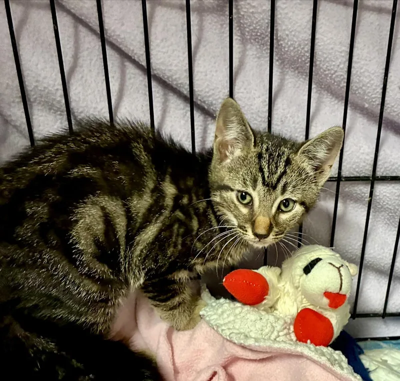 A baby small-sized male Tabby (Brown / Chocolate) Domestic Short Hair cat named Scrabble for adoption in River Edge, NJ