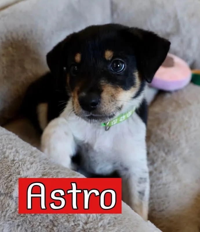 A baby medium-sized male Australian Cattle Dog / Blue Heeler dog named Astro for adoption in Keller, TX