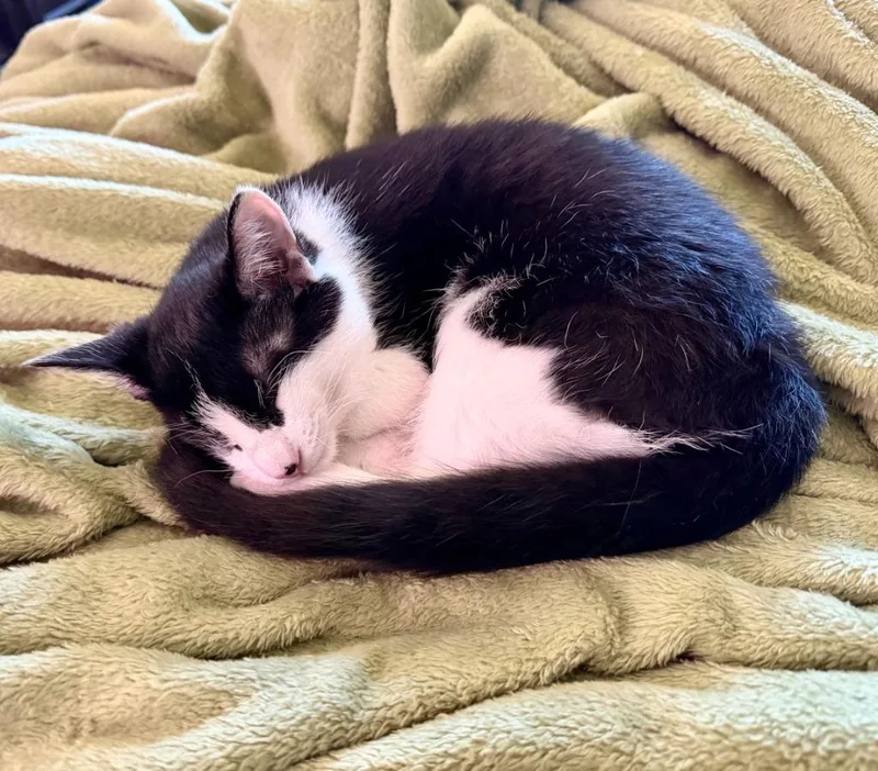 A baby medium-sized male Domestic Short Hair cat named Potato for adoption in Salt Lake City, UT