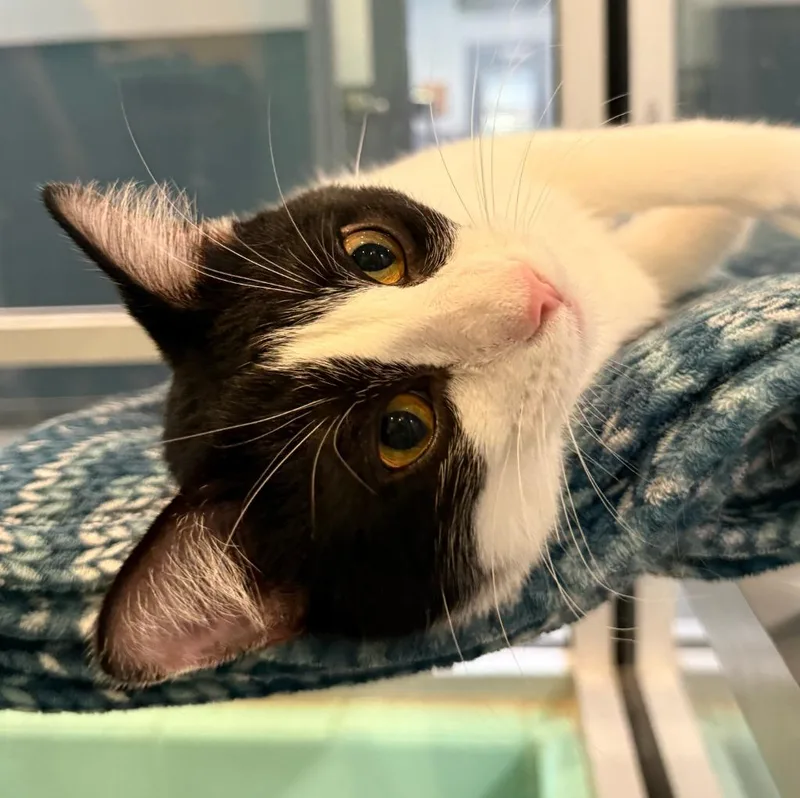 A young medium-sized male Domestic Short Hair cat named Drew Brees for adoption in South Bend, IN