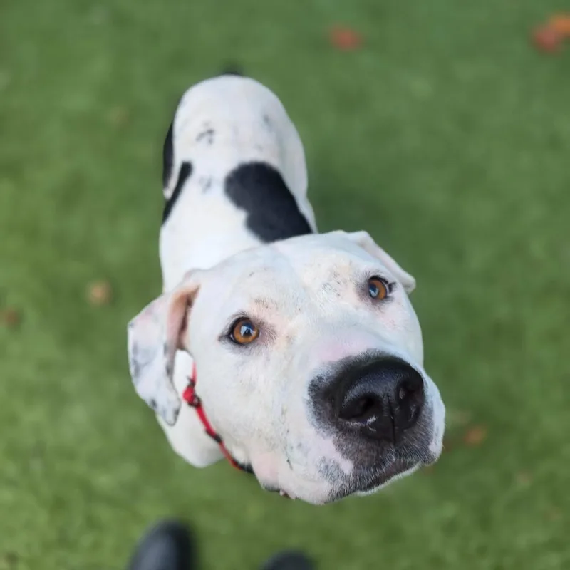 An adult medium-sized female White / Cream Pit Bull Terrier dog named Jeanne for adoption in Greensboro, NC