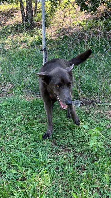 A young large-sized male German Shepherd Dog dog named Aries for adoption in Dallas, TX