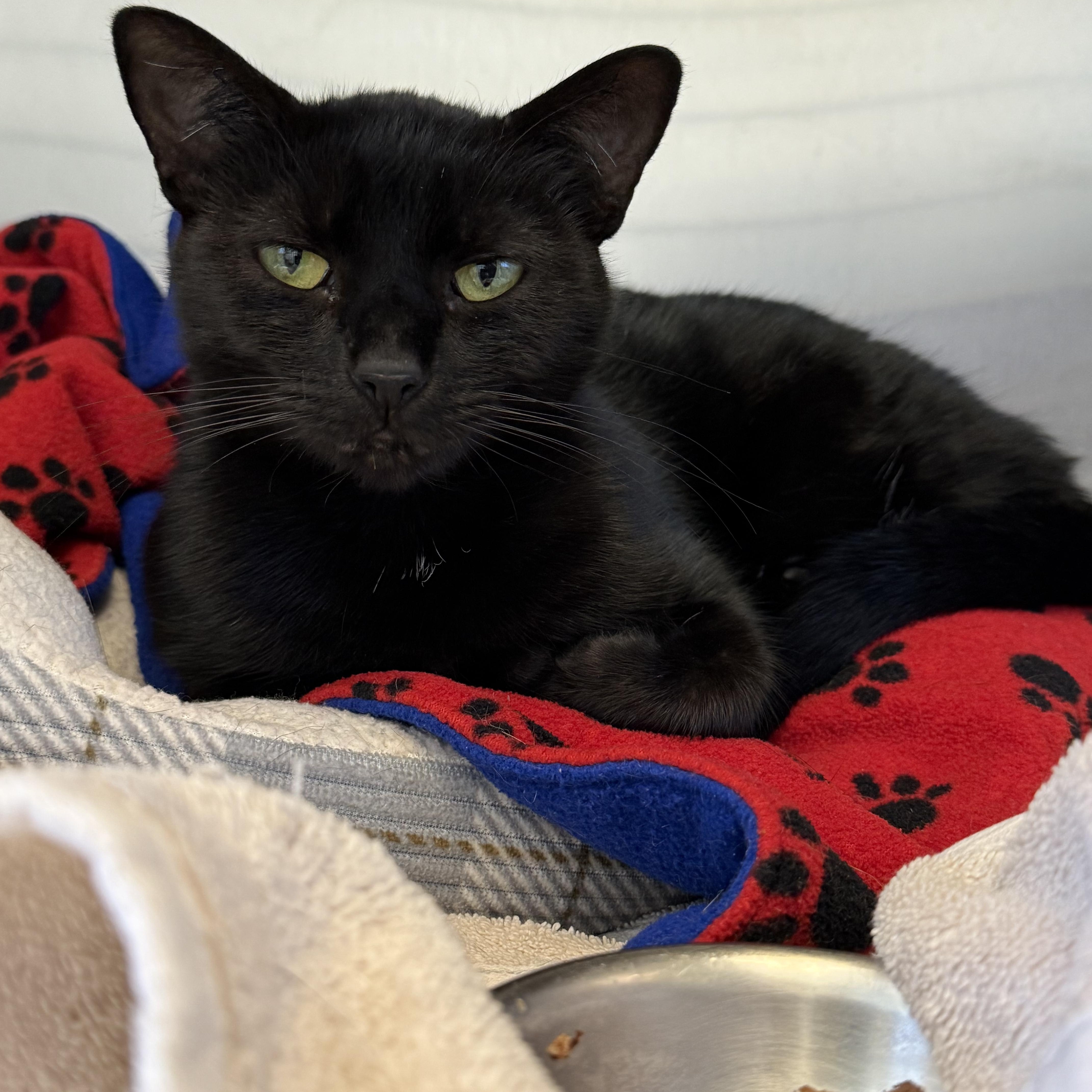 An adult medium-sized female Domestic Short Hair cat named Stella for adoption in Brownsville, VT
