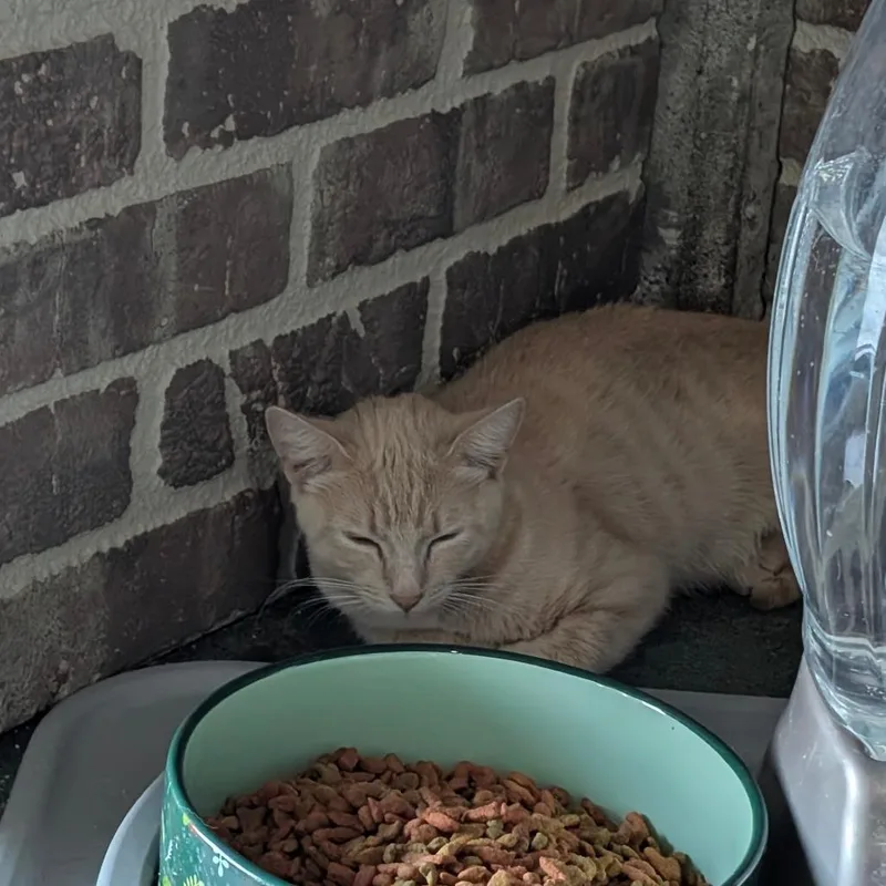 A young medium-sized female Orange / Red Domestic Short Hair cat named Chel for adoption in Chico, CA