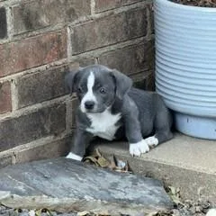 A baby medium-sized male Gray / Blue / Silver Boston Terrier dog named Blue for adoption in Tulsa, OK