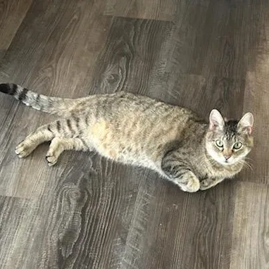 An adult medium-sized female Tabby (Buff / Tan / Fawn) Tabby cat named Mika for adoption in Lenexa, KS