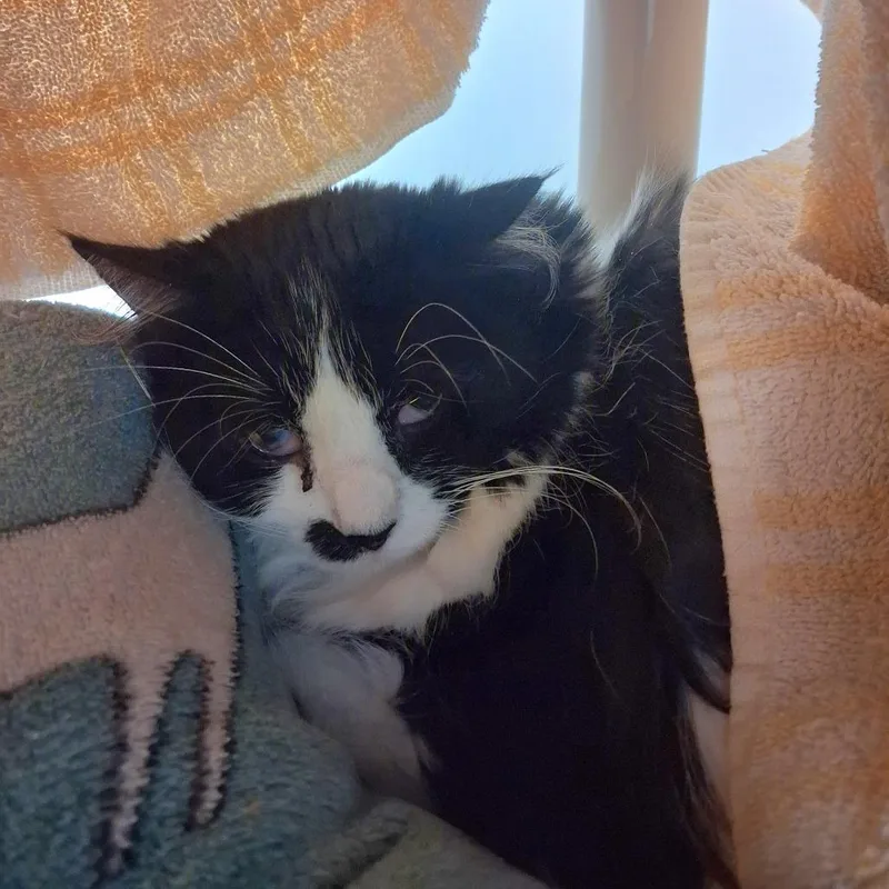 A senior large-sized female Black & White / Tuxedo Domestic Medium Hair cat named Lilah for adoption in Ridgway, CO
