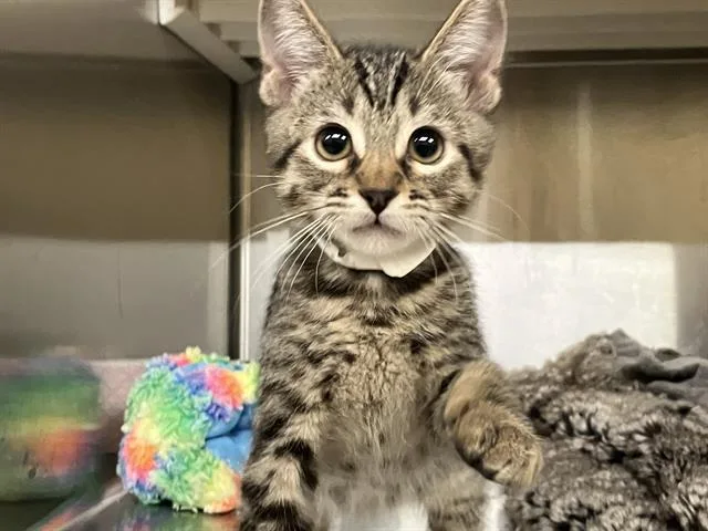 A baby small-sized male Domestic Short Hair cat named Luke for adoption in Tustin, CA