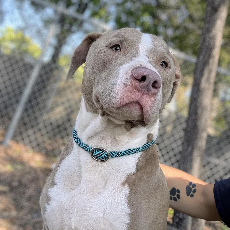 A young medium-sized male Pit Bull Terrier dog named Paulo for adoption in Oakland, CA