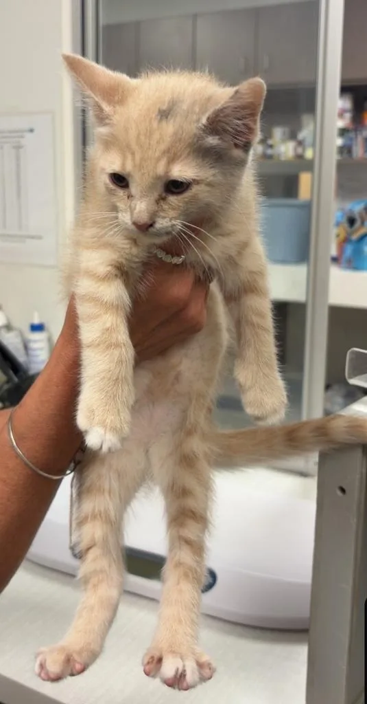 A baby small-sized male Domestic Medium Hair cat named Peanut Butter for adoption in Greenfield, IN