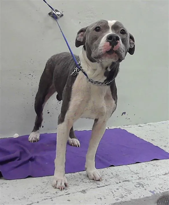 An adult large-sized male Staffordshire Bull Terrier dog named Zuko for adoption in Houston, TX
