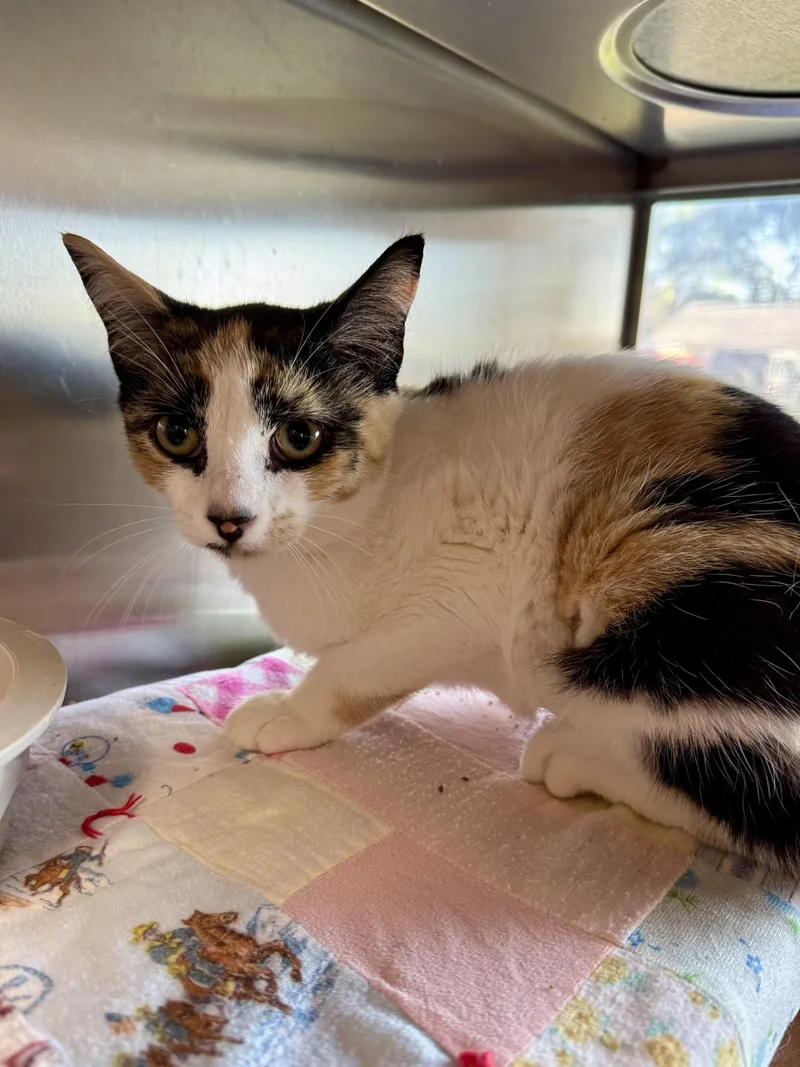 A baby medium-sized female Domestic Short Hair cat named Kookaburra for adoption in Midland, MI