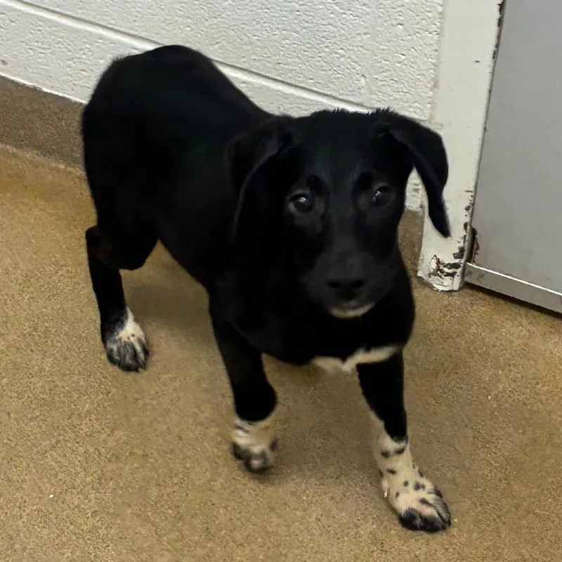 A baby small-sized female Black Labrador Retriever dog named Travertine for adoption in Corpus Christi, TX