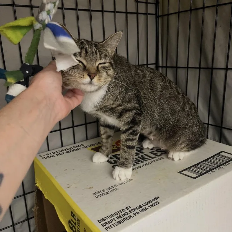A young medium-sized female Black Domestic Short Hair cat named Azzi for adoption in Bismarck, ND