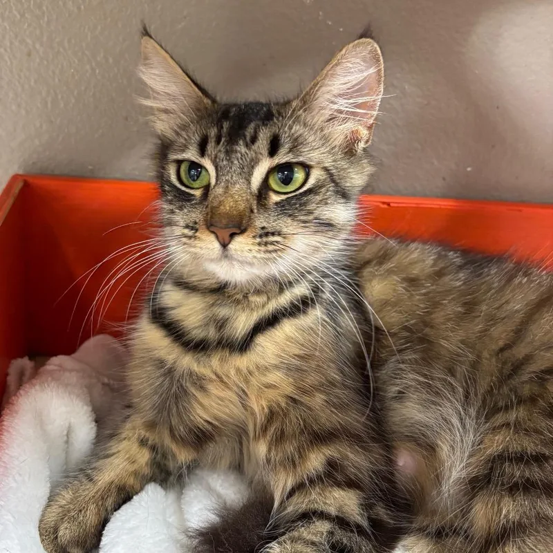 An adult medium-sized female Brown / Chocolate Domestic Medium Hair cat named Monarch for adoption in Westminster, CA