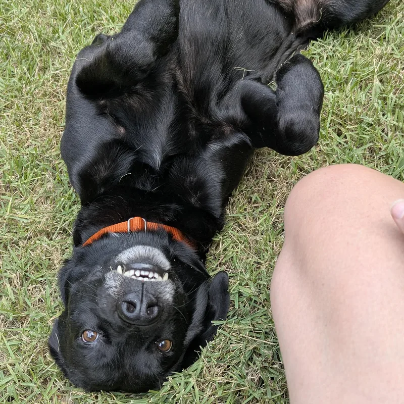 An adult medium-sized male Black Labrador Retriever dog named Segway for adoption in Columbia, SC