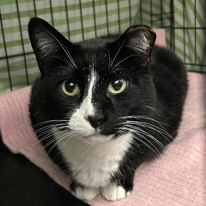 An adult large-sized male Black Domestic Short Hair cat named Cake for adoption in Bismarck, ND