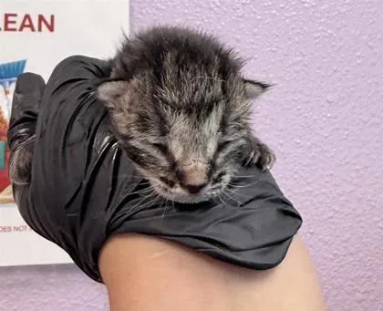 A baby small-sized female Gray / Blue / Silver Domestic Short Hair cat named 61353792 for adoption in El Paso, TX
