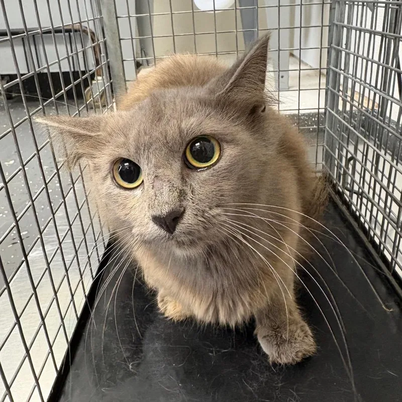 An adult medium-sized female Gray / Blue / Silver Domestic Long Hair cat named Fractious Hey Violet for adoption in Columbiana, AL