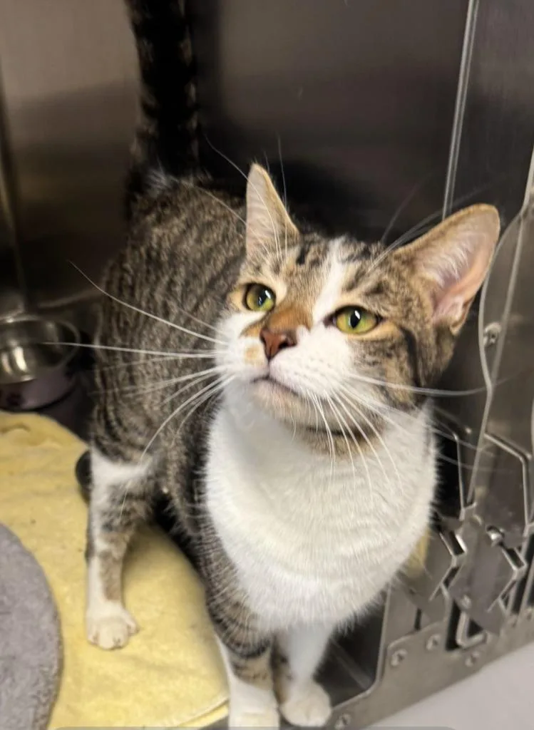 A young medium-sized female Domestic Short Hair cat named Daiquiri for adoption in Sandusky, OH