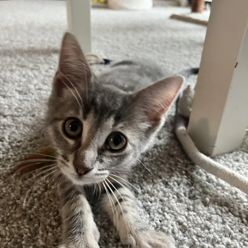 A baby medium-sized female Tabby (Gray / Blue / Silver) Domestic Short Hair cat named Lavender for adoption in Hudsonville, MI