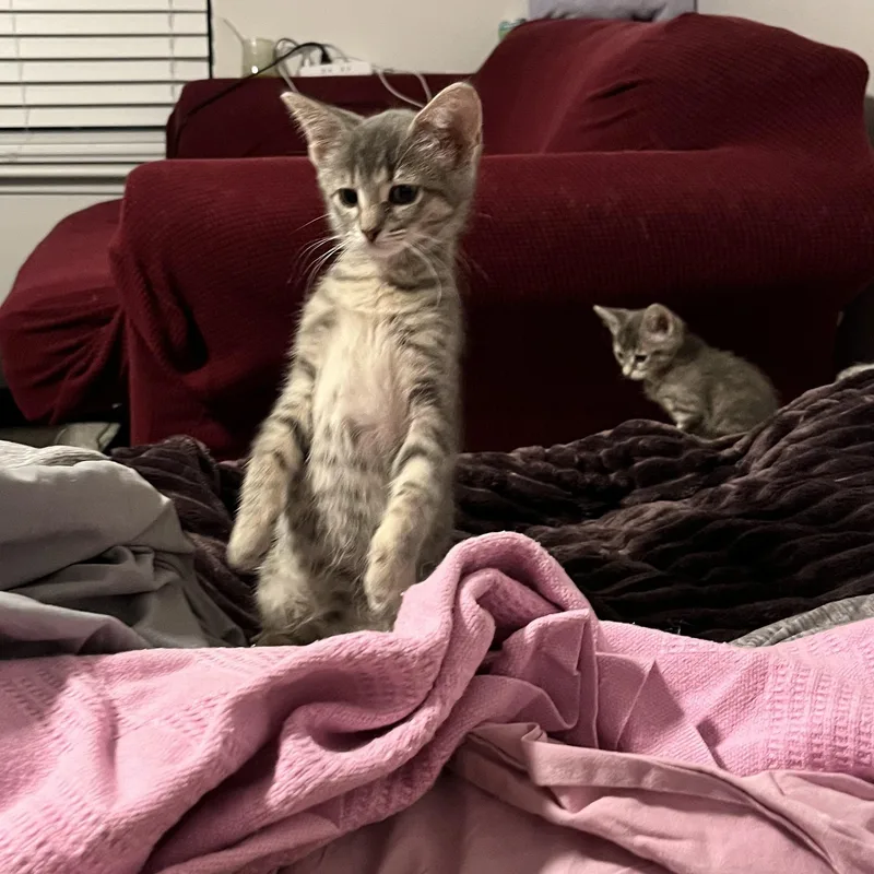 Lavender thumbnail 3