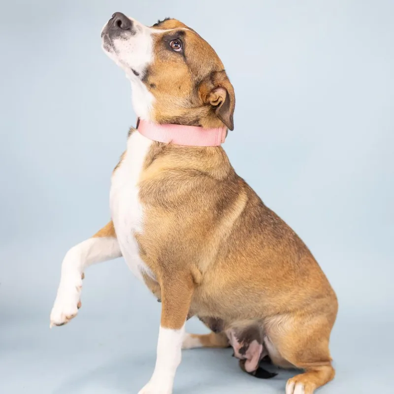 An adult medium-sized female Yellow / Tan / Blond / Fawn Mixed Breed dog named Sienna for adoption in Portland, OR