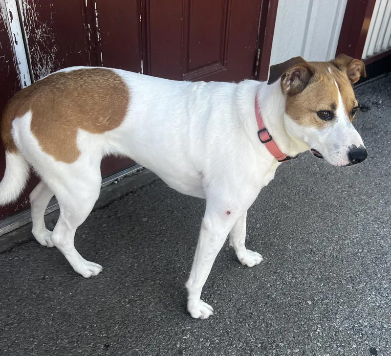 A young medium-sized female White / Cream Labrador Retriever dog named Bailey for adoption in Lexington, KY