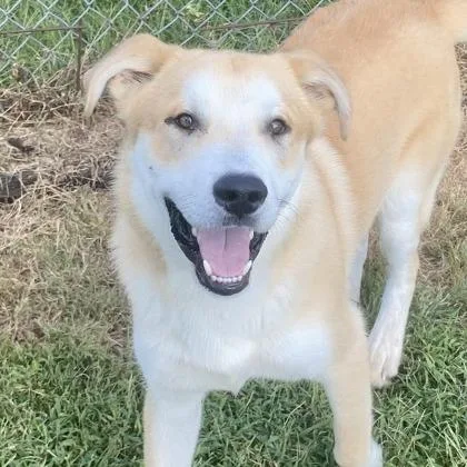 An adult large-sized male Retriever dog named Laddie for adoption in Erie, PA