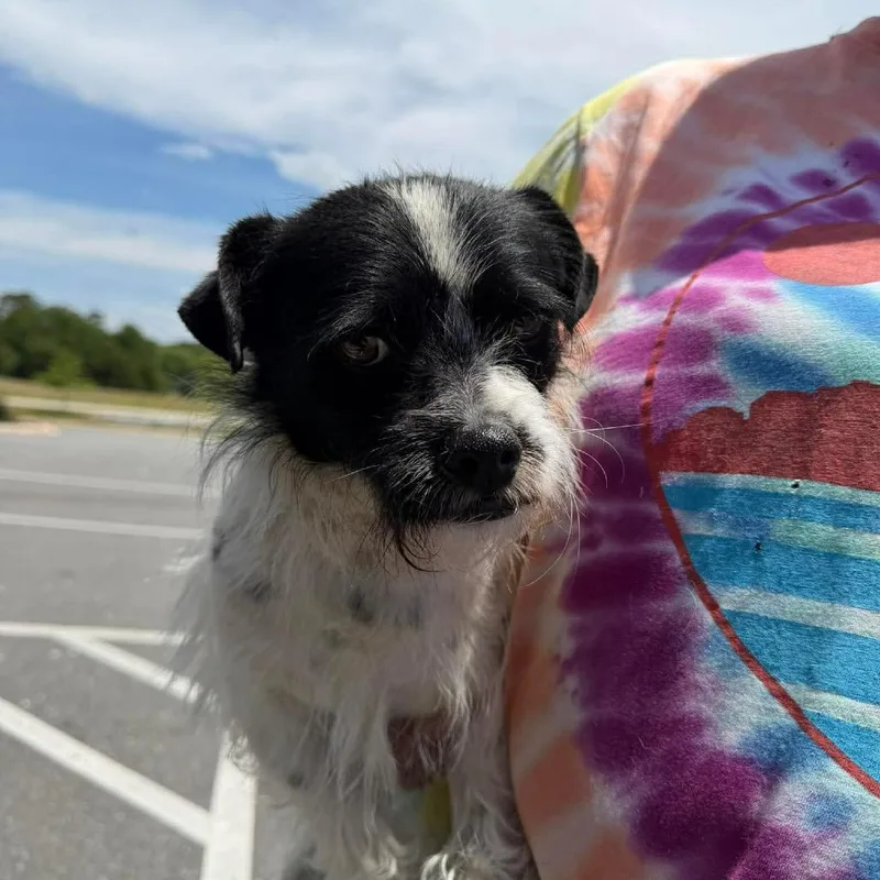 A young small-sized male Black Terrier dog named Frankie for adoption in Rockville, MD