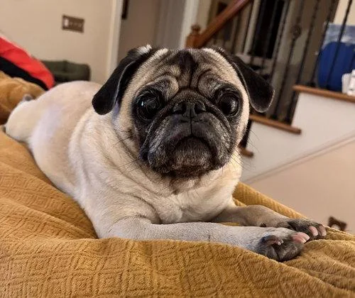Bella