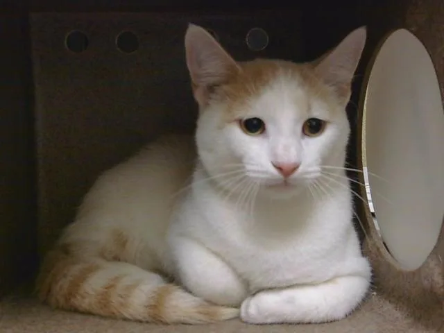 A young medium-sized male Domestic Short Hair cat named Mea Puhi for adoption in Cookeville, TN