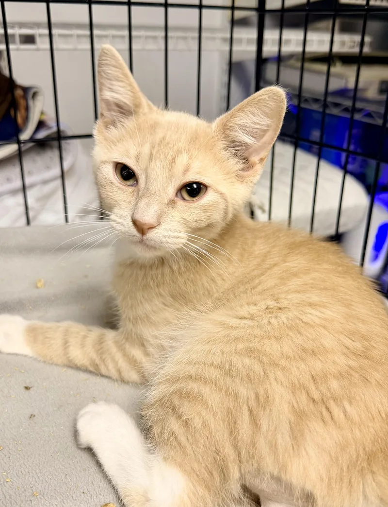 A baby small-sized male Buff / Tan / Fawn Domestic Short Hair cat named Hunter for adoption in Bellmawr, NJ