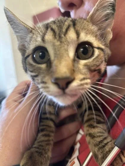 A baby medium-sized female Domestic Short Hair cat named Bergen for adoption in Largo, FL