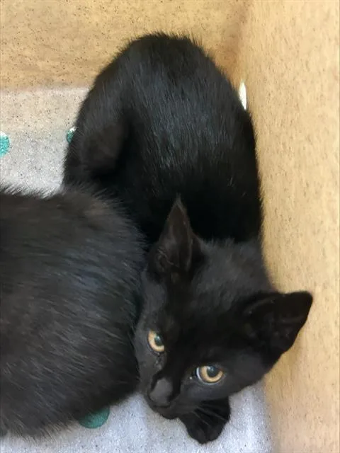 A baby small-sized female Domestic Short Hair cat named A for adoption in Alameda, CA