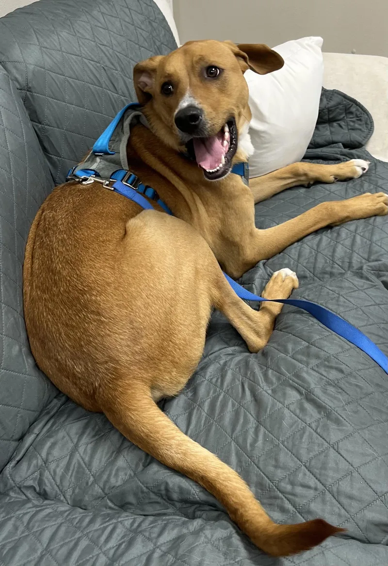 A young large-sized male Golden Hound dog named Ash for adoption in Farmington, MO